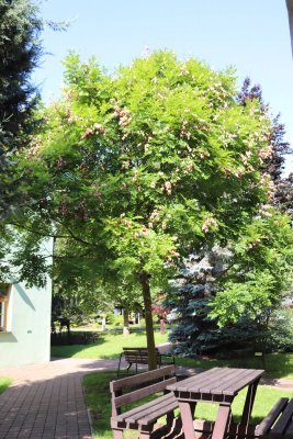 Koelreuteria paniculata - svitel latnatý - celek